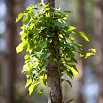 Pinea Pobierowo