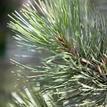 Pinea 4* Pobierowo