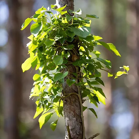 Pinea Pobierowo
