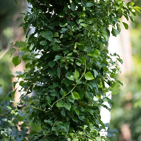 Hotel Pinea Pobierowo