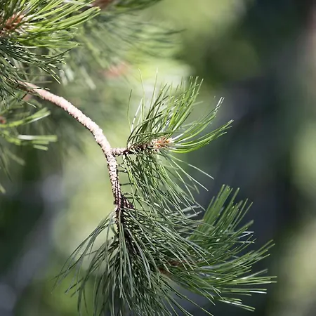 Pinea 4* Pobierowo