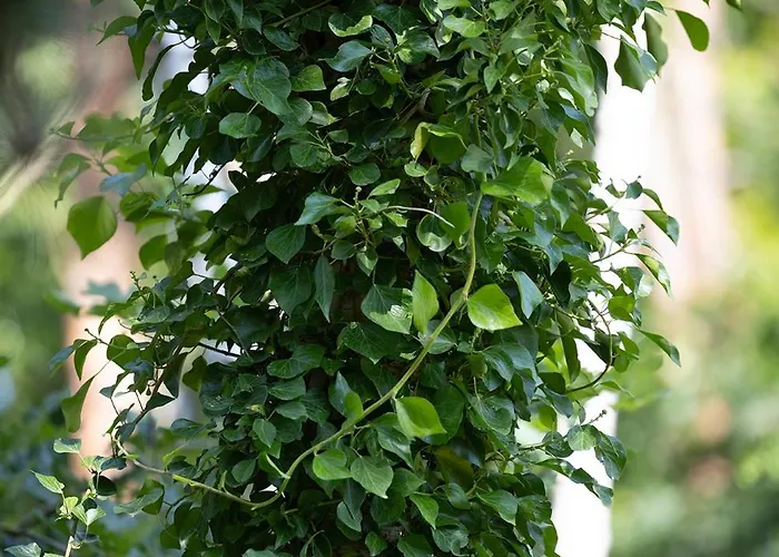 Hotel Pinea Pobierowo